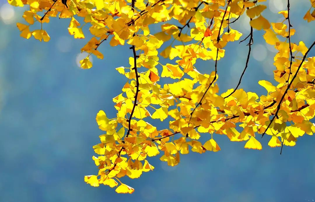 温州银杏哪里最美,温州秋冬的银杏树确实美