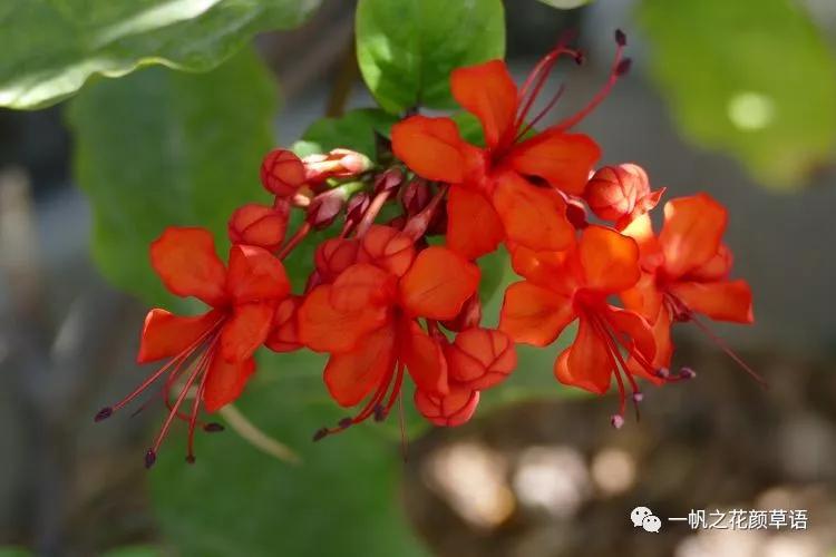 美丽赪桐（Clerodendrumspeciosissimum）