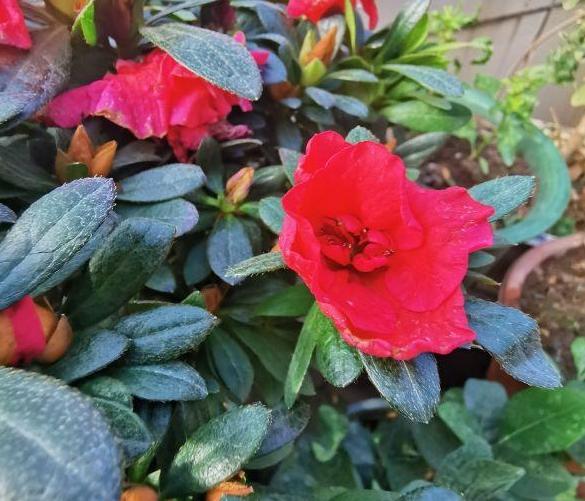 养花小妙招厨房垃圾变肥料,家里变废为宝的养花肥料