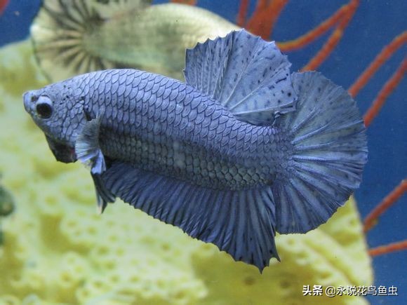 斗鱼哪个品种好养活,斗鱼品种哪个好养