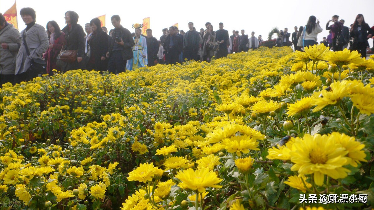 重阳节5种传统食物记得吃,重阳节吃什么传统食物最好