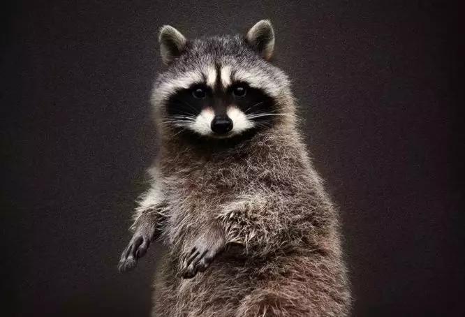 严打非法经营野生动物,贩卖野生保护动物如何处罚