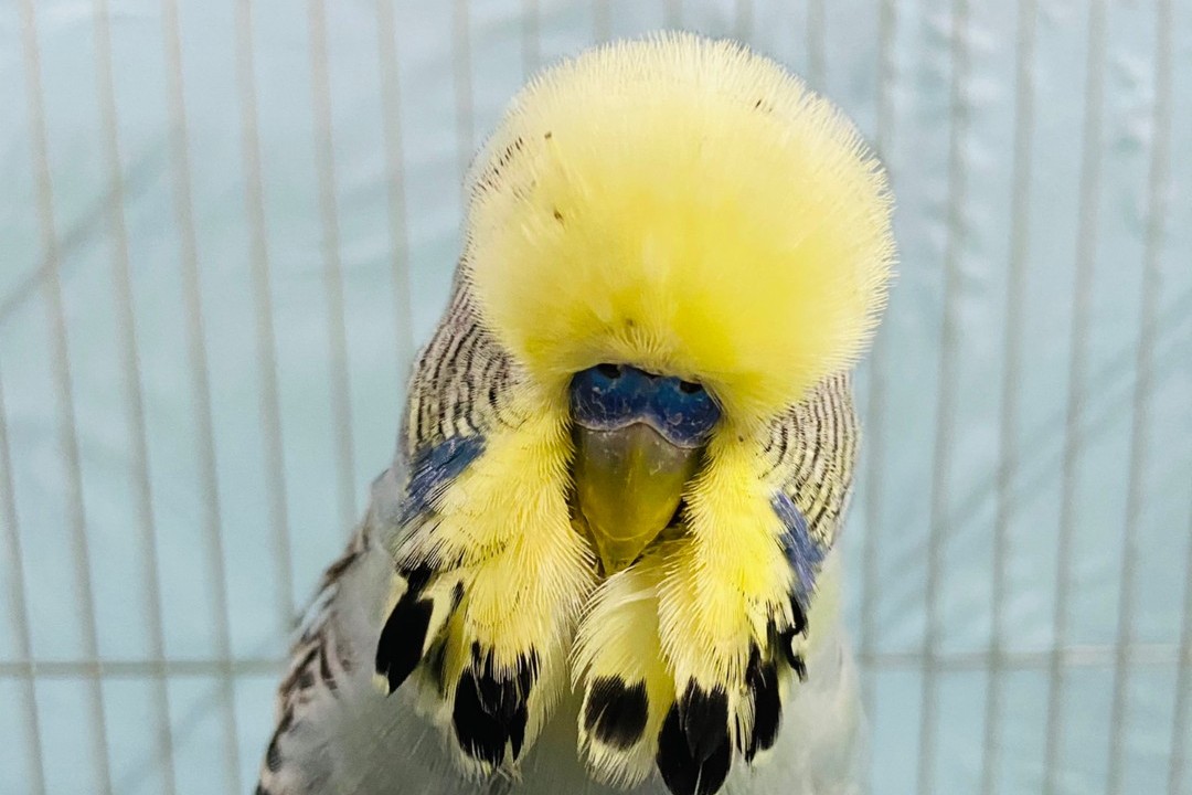 虎皮鹦鹉一共几种颜色,虎皮鹦鹉哪个品种最聪明