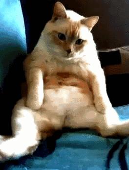 绝育后的猫为什么会变胖?怎么给猫咪减肥?