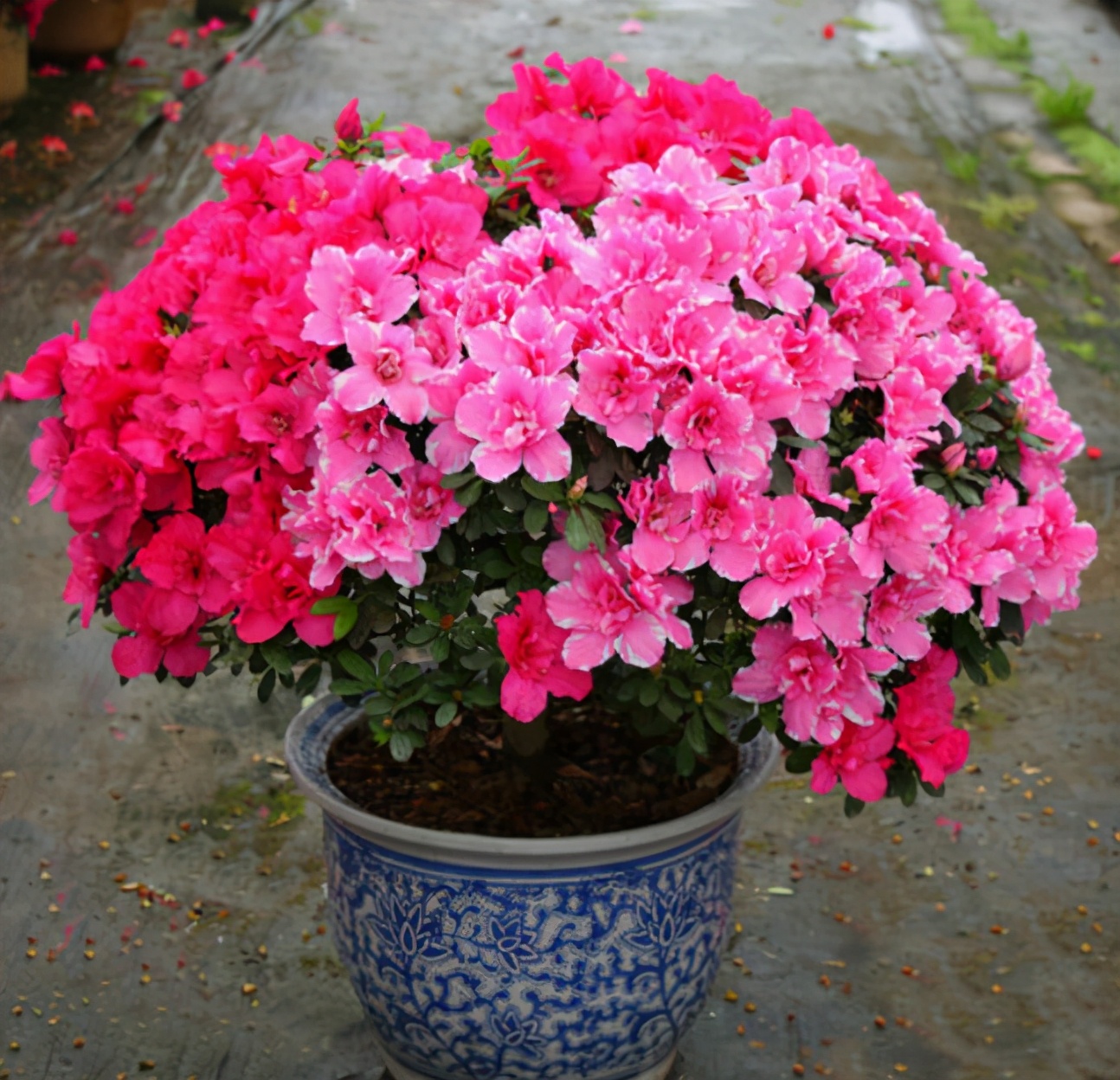 杜鹃花过年能摆放吗,杜鹃花冬天落叶不落叶