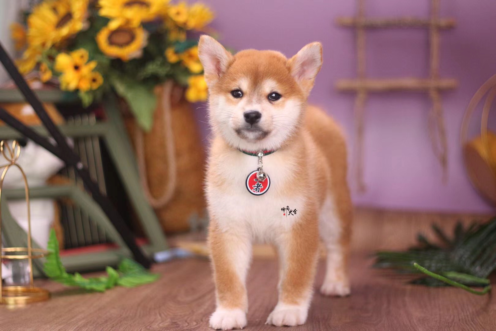 柴犬散养是不是不听话,柴犬这么不听话怎么当猎犬