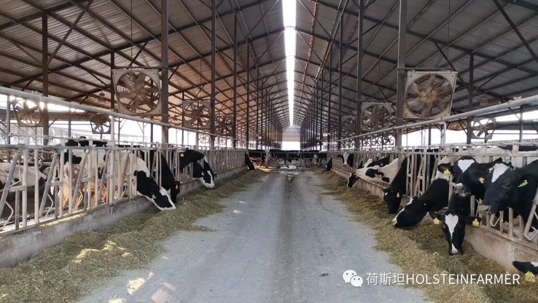 山东奶厂现状怎么样,乳企盈利牧场亏损