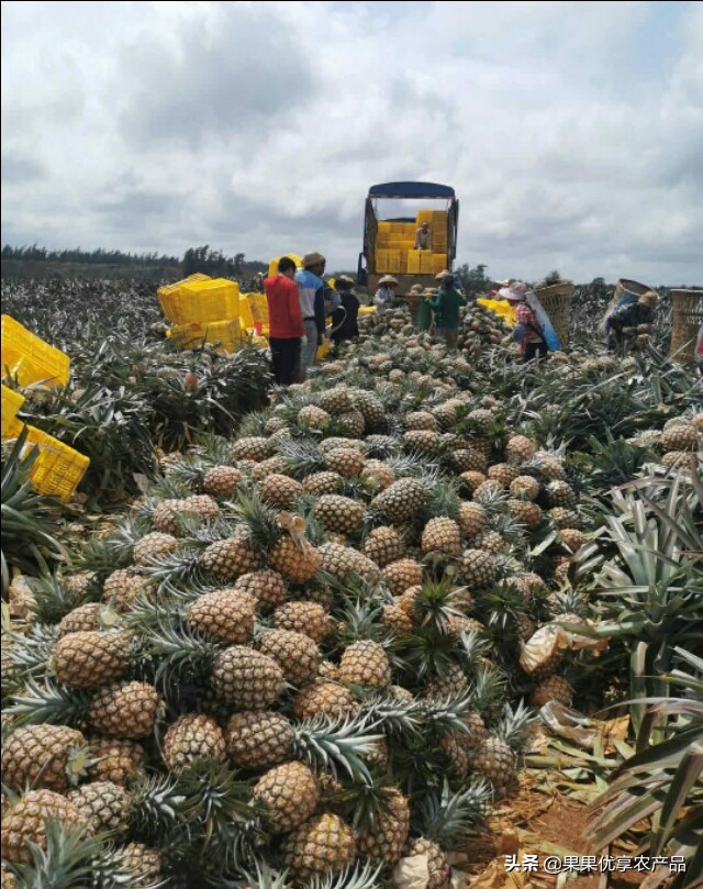 金钻凤梨成熟上市时间,金钻凤梨叶子有没有刺