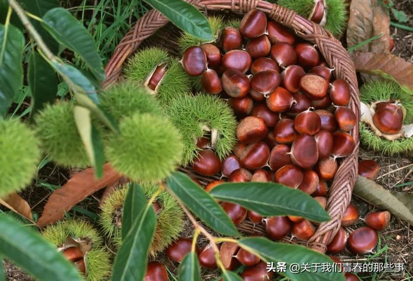 剥板栗壳,直接水煮是大错!多做1步,香甜软糯,轻松去壳不粘皮