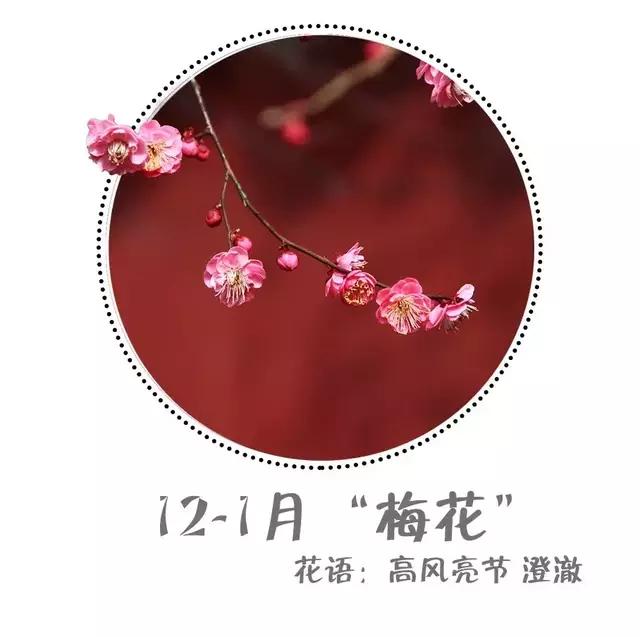 魔都赏花旅游攻略,魔都春季赏花好地方