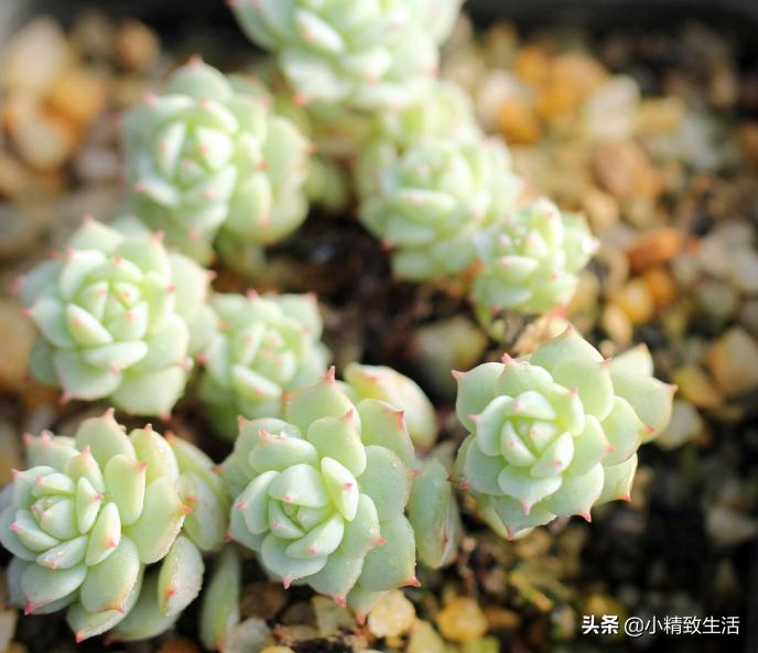 多肉植物叶插徒长怎么办,多肉叶插出苗了该怎么办