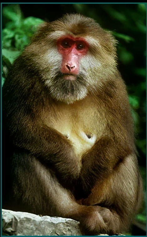 明明是大樱桃为什么要叫车厘子,大樱桃为啥叫车厘子