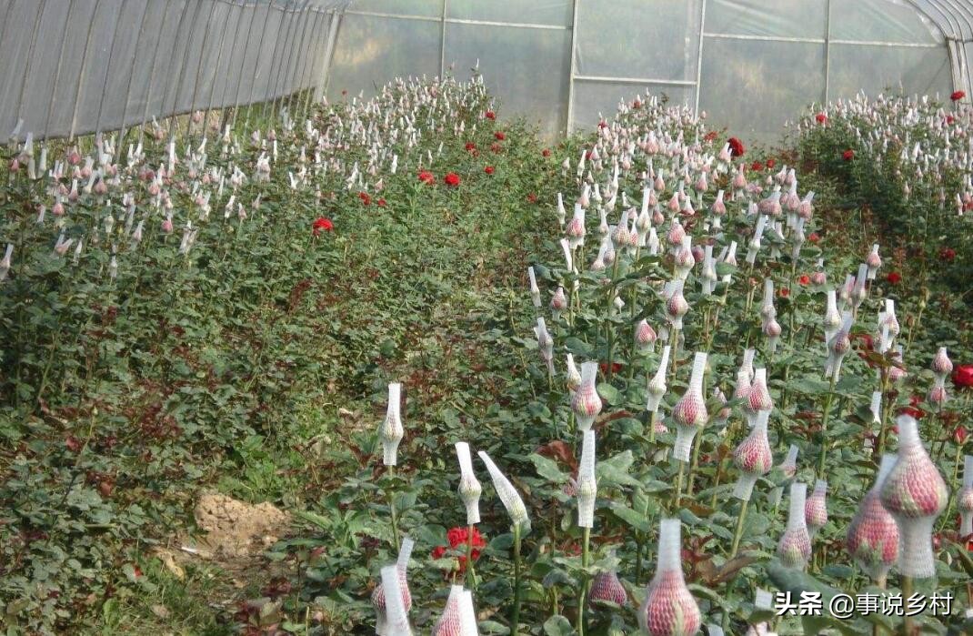 玫瑰花怎样修剪才可以重新长枝条,玫瑰花一枝开三个花苞要修剪吗