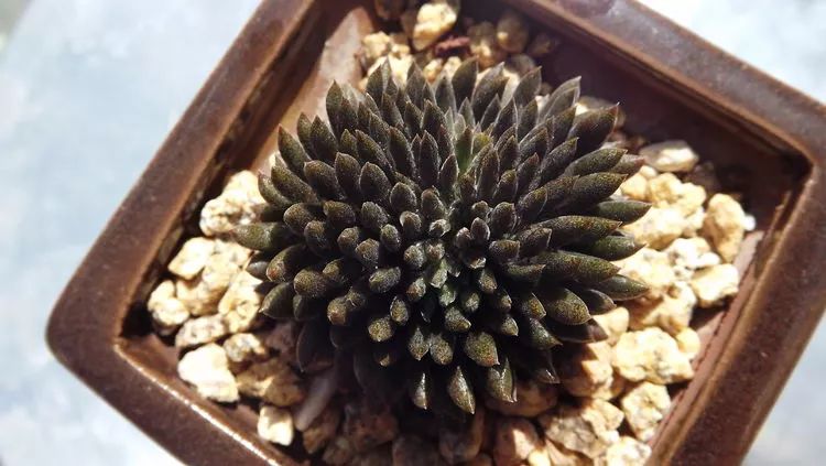 爱机车,爱多肉,宝妈花姐的诗和远方