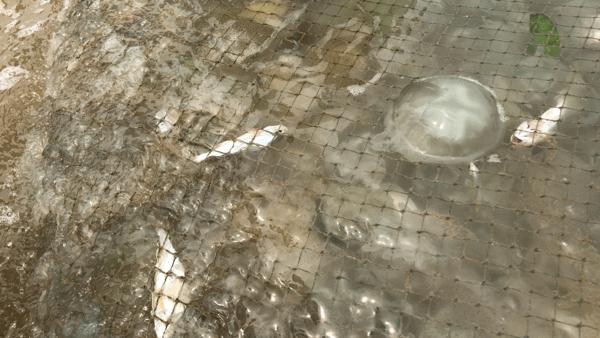 吴阳海鲜直播,吴阳金海岸出海直播