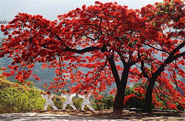 攀枝花在四川处于一个什么水平,四川攀枝花是个怎样的城市