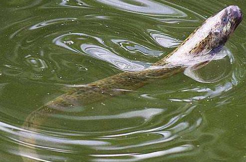台湾泥鳅养殖方法及饲料配方,有机沼液泥鳅养殖技术