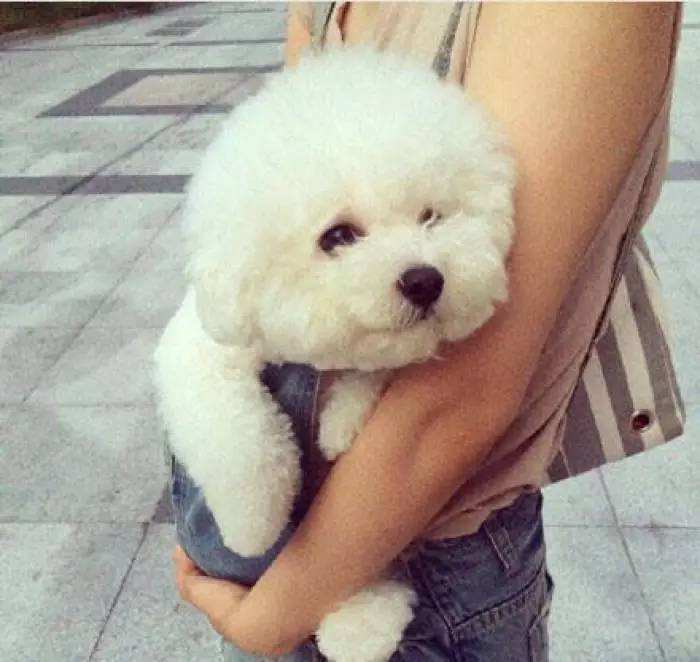 比熊犬胃口不好怎么治,比熊胃口突然变差了怎么办