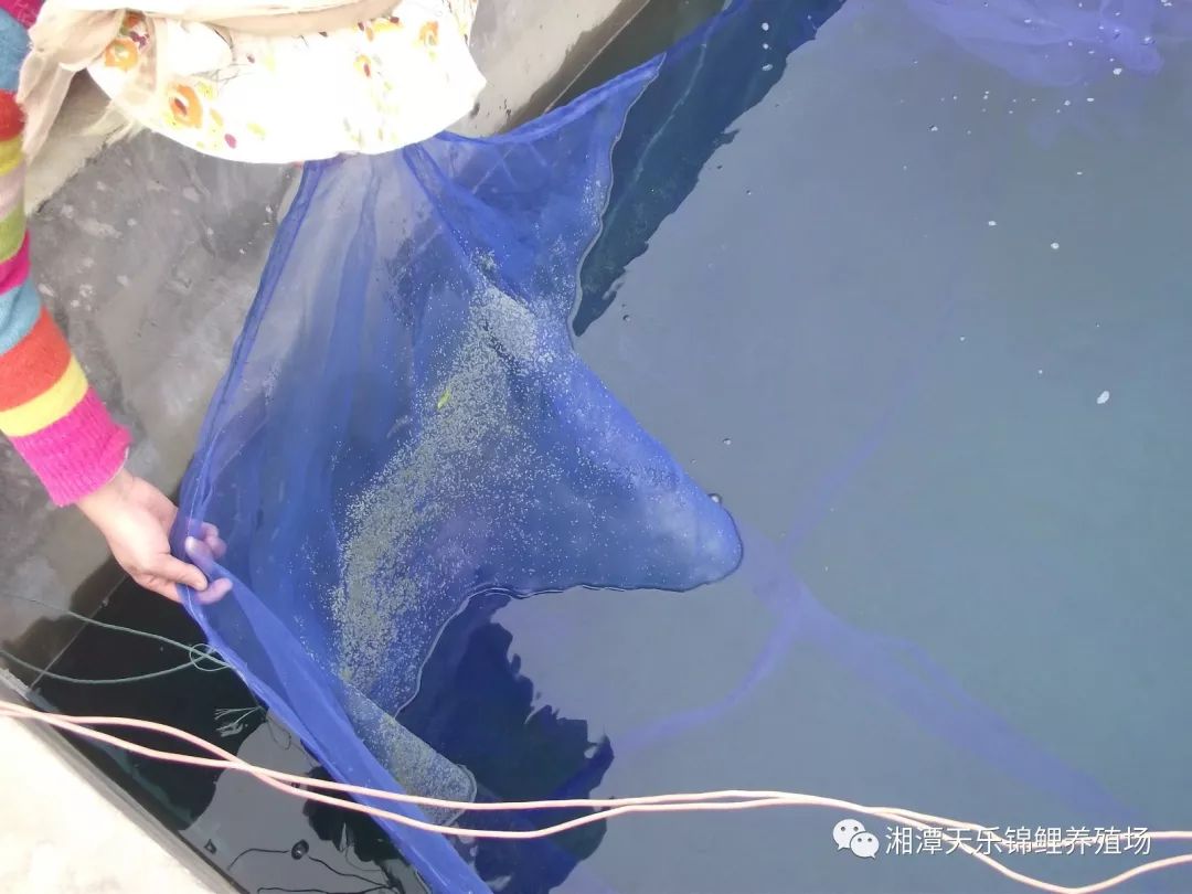 湖南最好的锦鲤养殖基地,湘潭锦鲤养殖