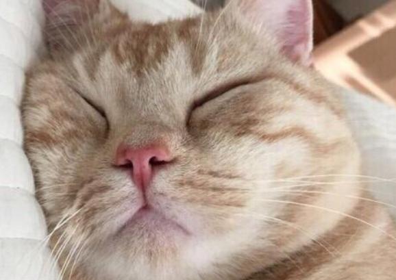 宠物尿尿在被子上怎么处理,宠物尿泡怎么办