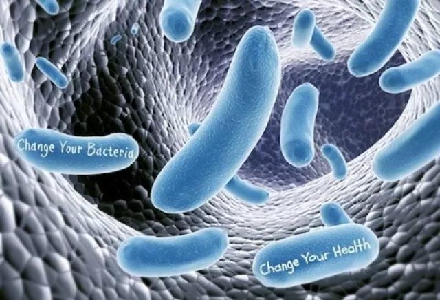 植物活力乳酸菌,植物乳酸菌的功效