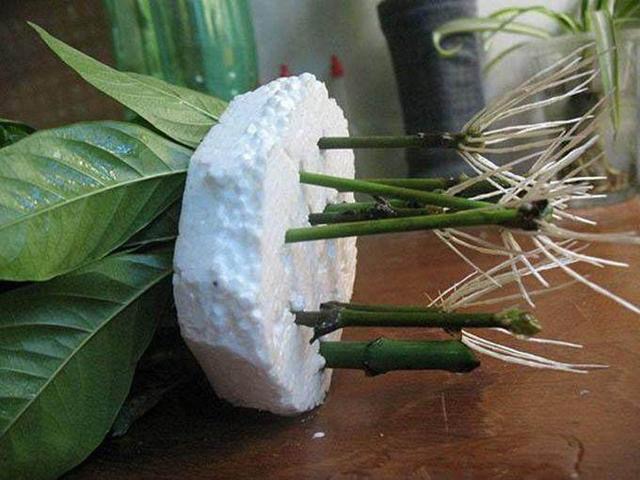 花卉生根泡沫,花卉没扎根怎么处理