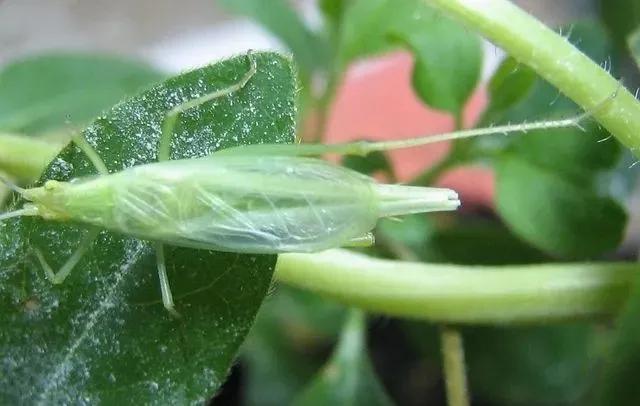 蝈蝈蛐蛐分不清,蝈蝈蛐蛐傻傻分不清楚