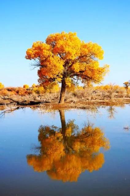 杨树的简介,杨树的全部作品