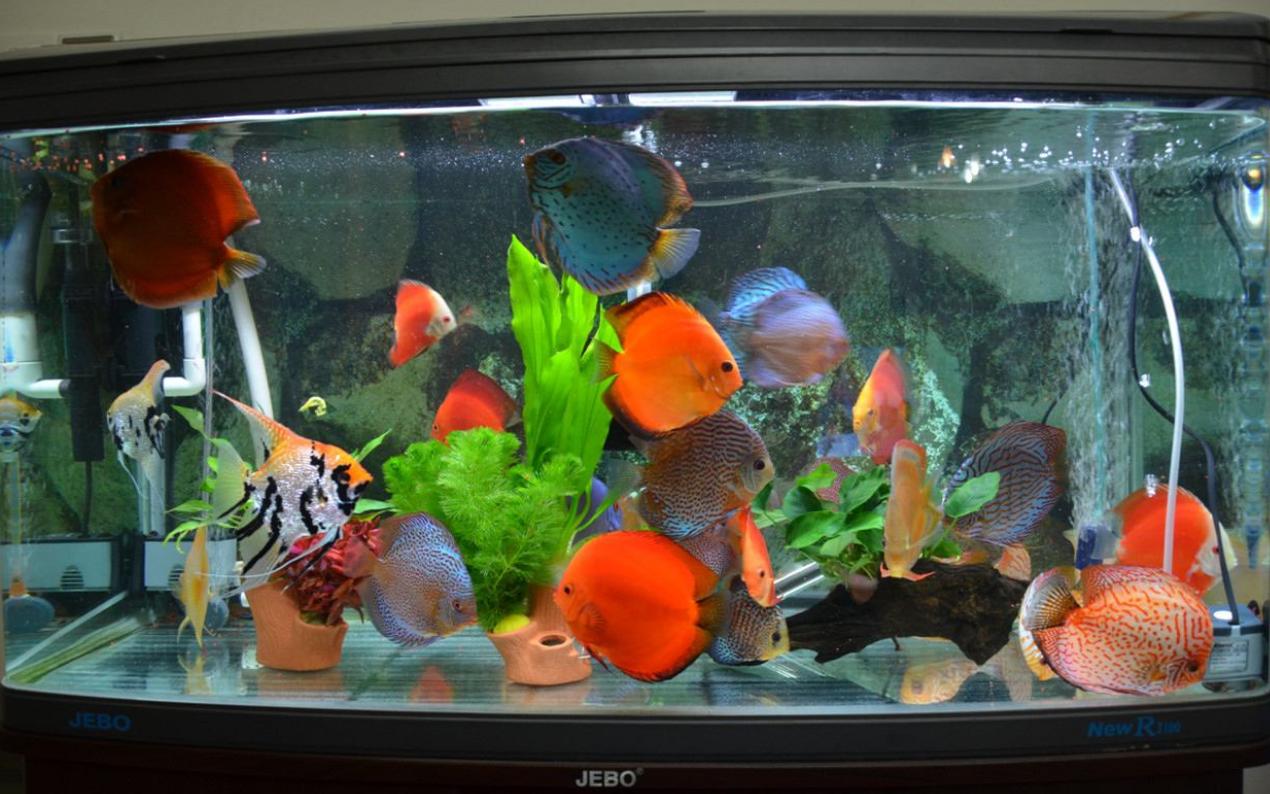 鱼缸噪音太吵怎么解决,鱼缸底滤噪音大还是上过滤噪音大