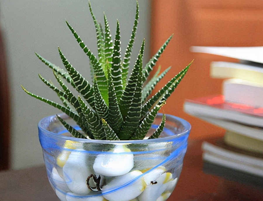 多肉条纹十二卷的养护方法,条纹十二卷多肉如何快速爆盆