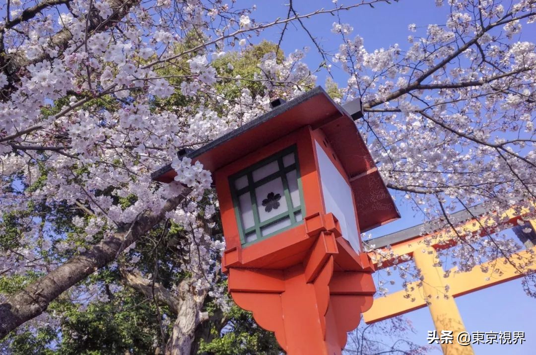 我在京都，攒下一整个春日的绝美樱色送给你。