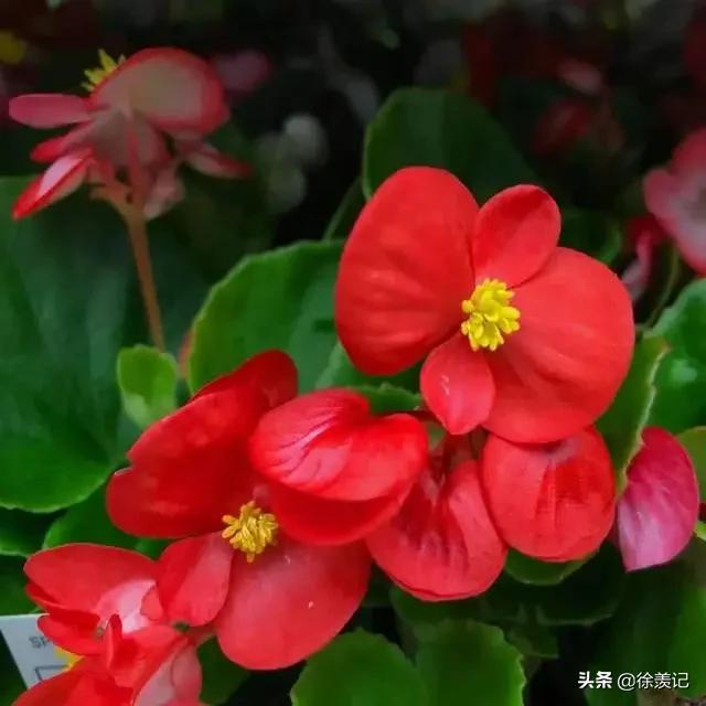 四季秋海棠的养殖方法开几次花,四季海棠秋海棠花的养殖方法