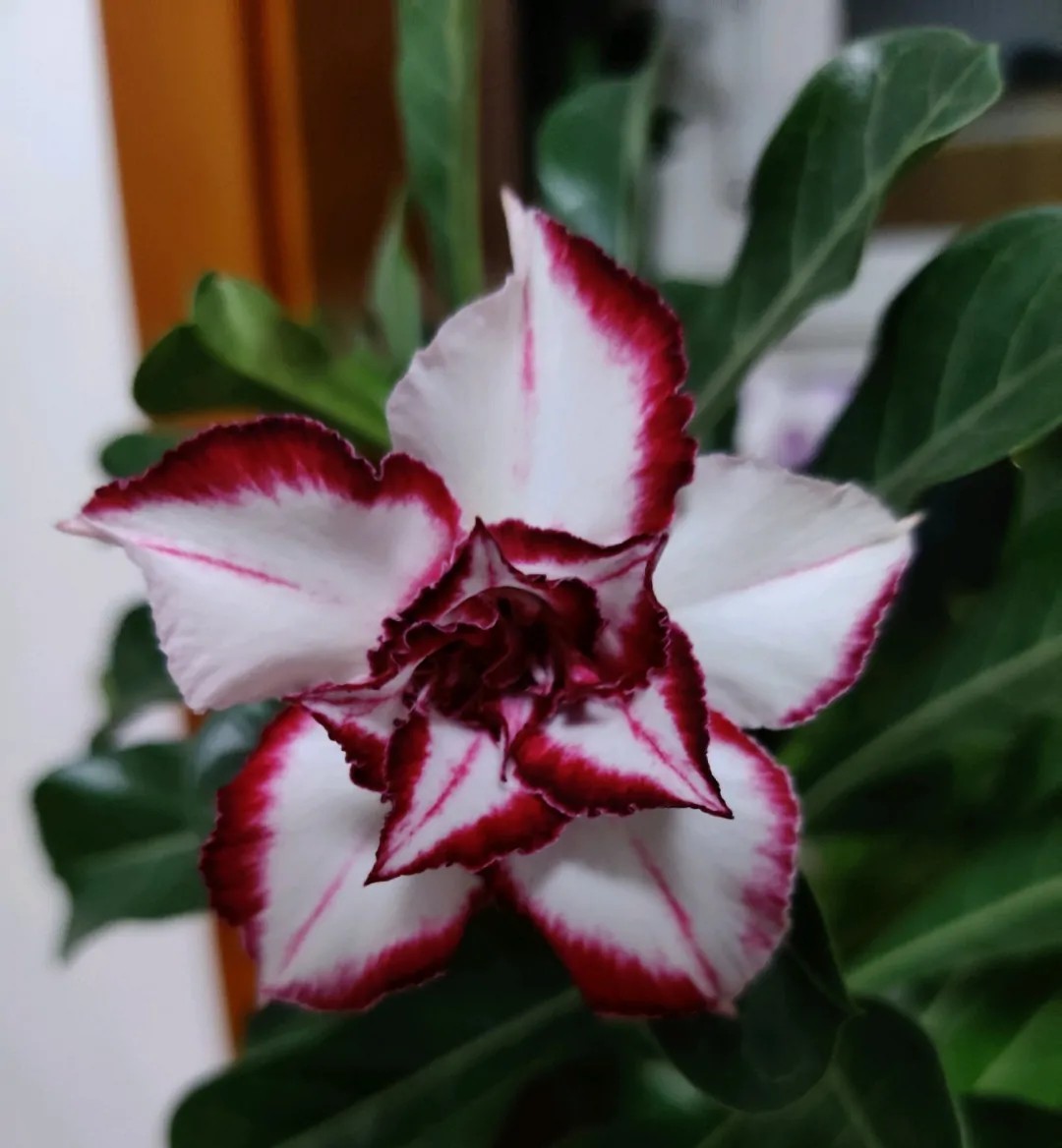 84个沙漠玫瑰品种，收起来慢慢看，待到来年春天选几种喜欢的养