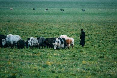 雅莹牦牛绒,雅莹牦牛绒系列