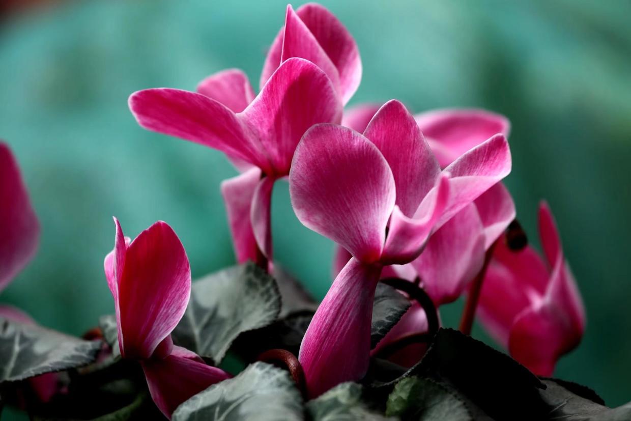 如何养好仙客来,如何把养了两年的仙客来养好