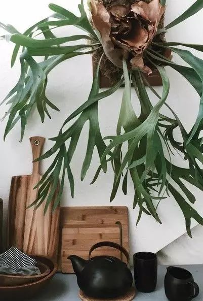 置爱|植物1.0是种在盆儿里的,植物2.0都趴在墙上的