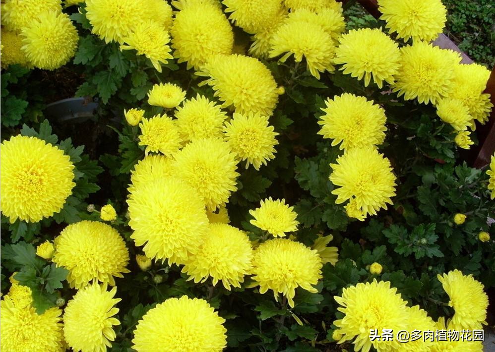 菊花种植技术及病虫害,菊花常见的病虫害有哪些