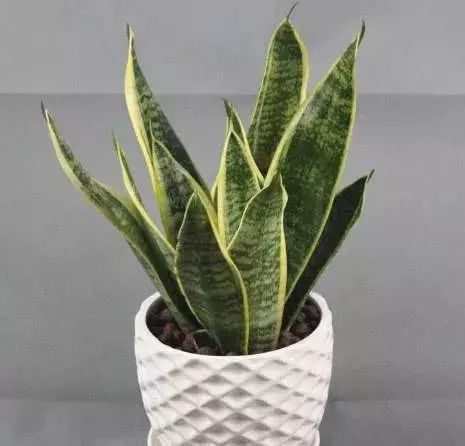 吸甲醛的植物花排名,吸收甲醛最佳的十种植物排行榜