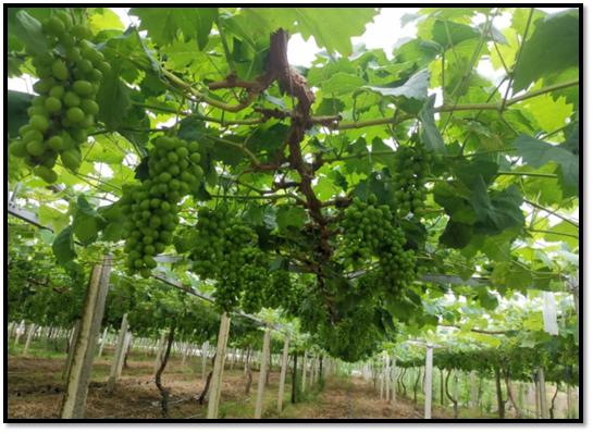 高温天气对葡萄出芽有什么影响,高温天气葡萄果粒发蔫正常吗