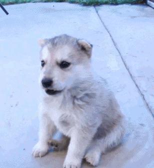 狗言狗语,中国的狗和外国的狗语言一样吗