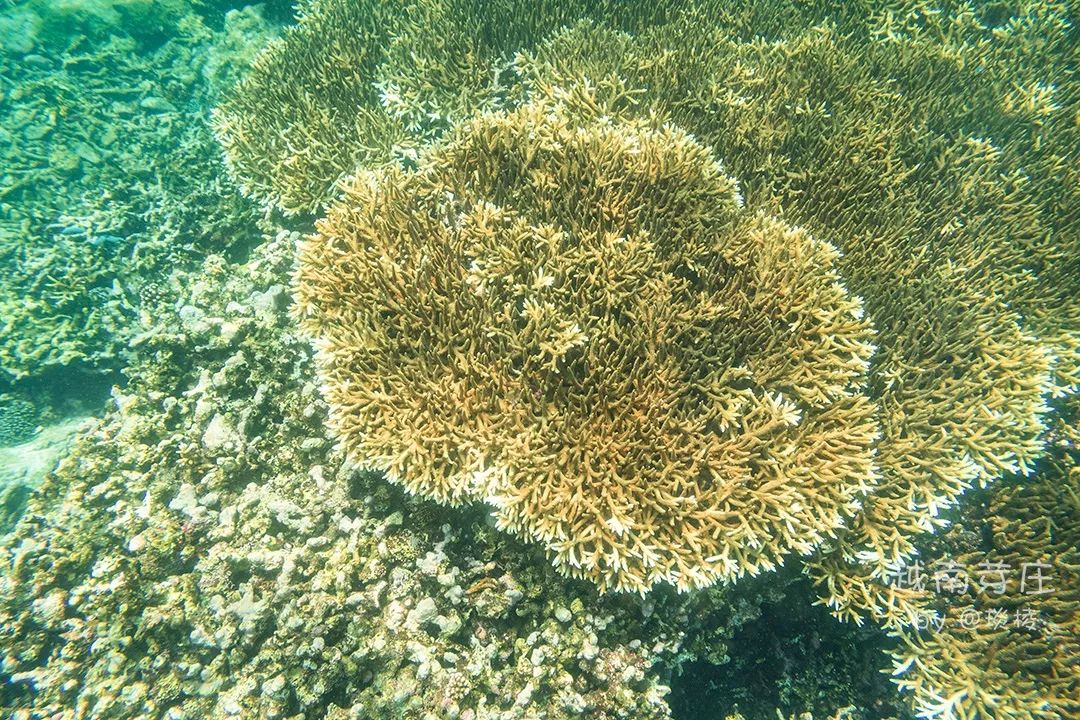 中国可浮潜的海湾,世界最美且可以浮潜十大海滩