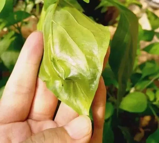 雾霾天气如何防治蔬菜病害,蔬菜低温病害及预防