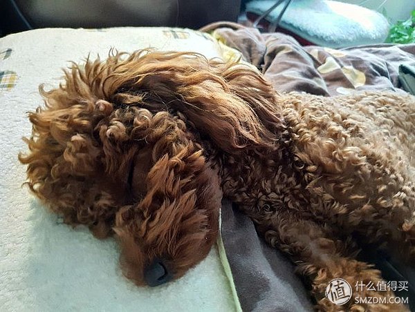 狗粮推荐0-6个月的幼犬粮,狗粮选择攻略