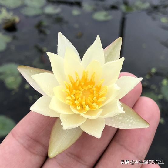 实用睡莲种植方法图解大全,迷你小睡莲根块养在水缸里的技巧