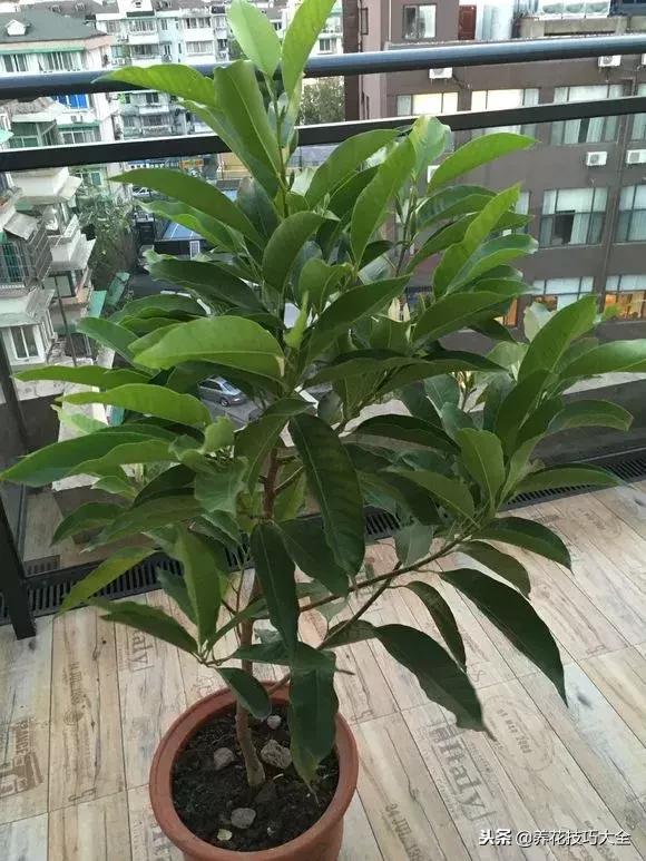 香味最好闻的十种花,一年四季都能闻到香味的四种花