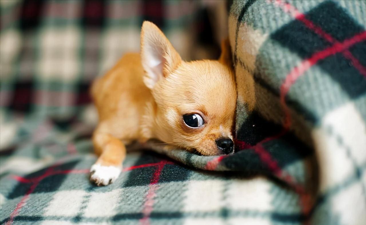 为什么不建议养吉娃娃,吉娃娃犬与吉娃娃哪个好养