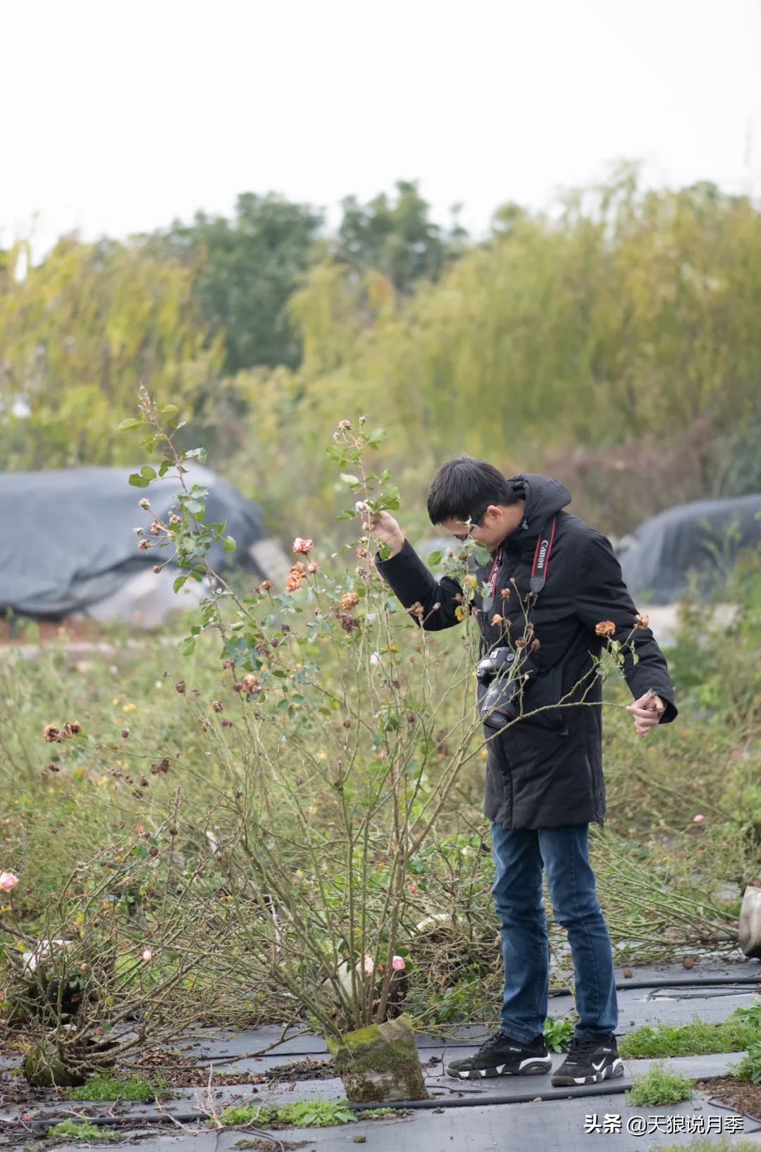 天狼自育的哪两款月季在世界出名,天狼自育月季优缺点