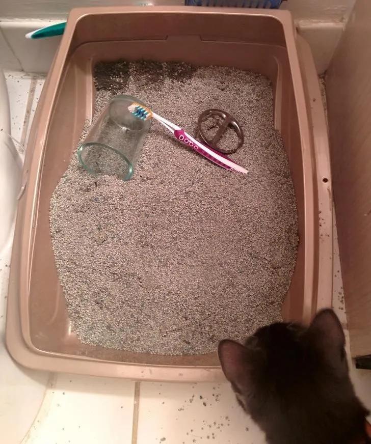 万万没想到猫咪是这样出现的,万万没想到猫