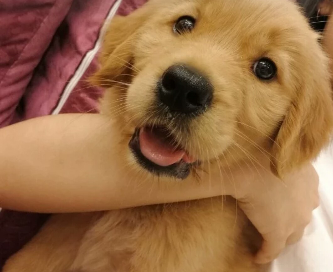 狗狗爱吃猫粮是什么原因,狗狗爱吃猫粮怎么办