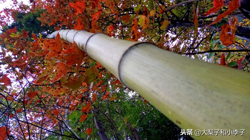 moto照相,moto拍照效果